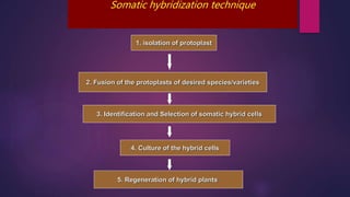 Somatic hybridization technique
1. isolation of protoplast
2. Fusion of the protoplasts of desired species/varieties
3. Identification and Selection of somatic hybrid cells
4. Culture of the hybrid cells
5. Regeneration of hybrid plants
 
