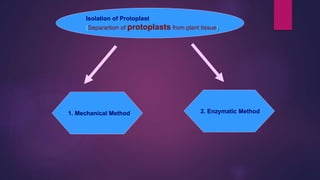 Isolation of Protoplast
(Separartion of protoplasts from plant tissue)
1. Mechanical Method 2. Enzymatic Method
 