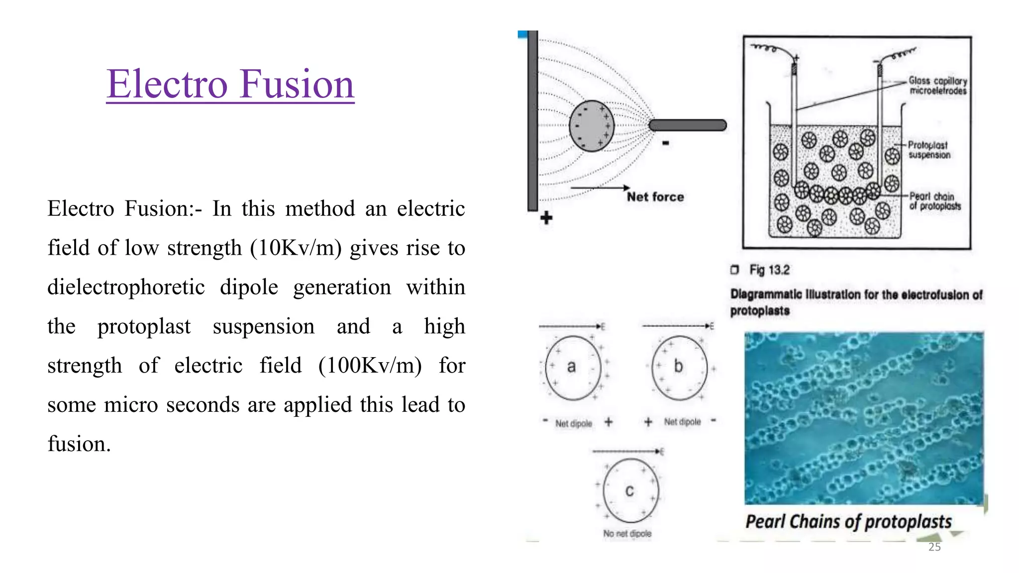 Electro Fusion
Electro Fusion:- In this method an electric
field of low strength (10Kv/m) gives rise to
dielectrophoretic dipole generation within
the protoplast suspension and a high
strength of electric field (100Kv/m) for
some micro seconds are applied this lead to
fusion.
25
 