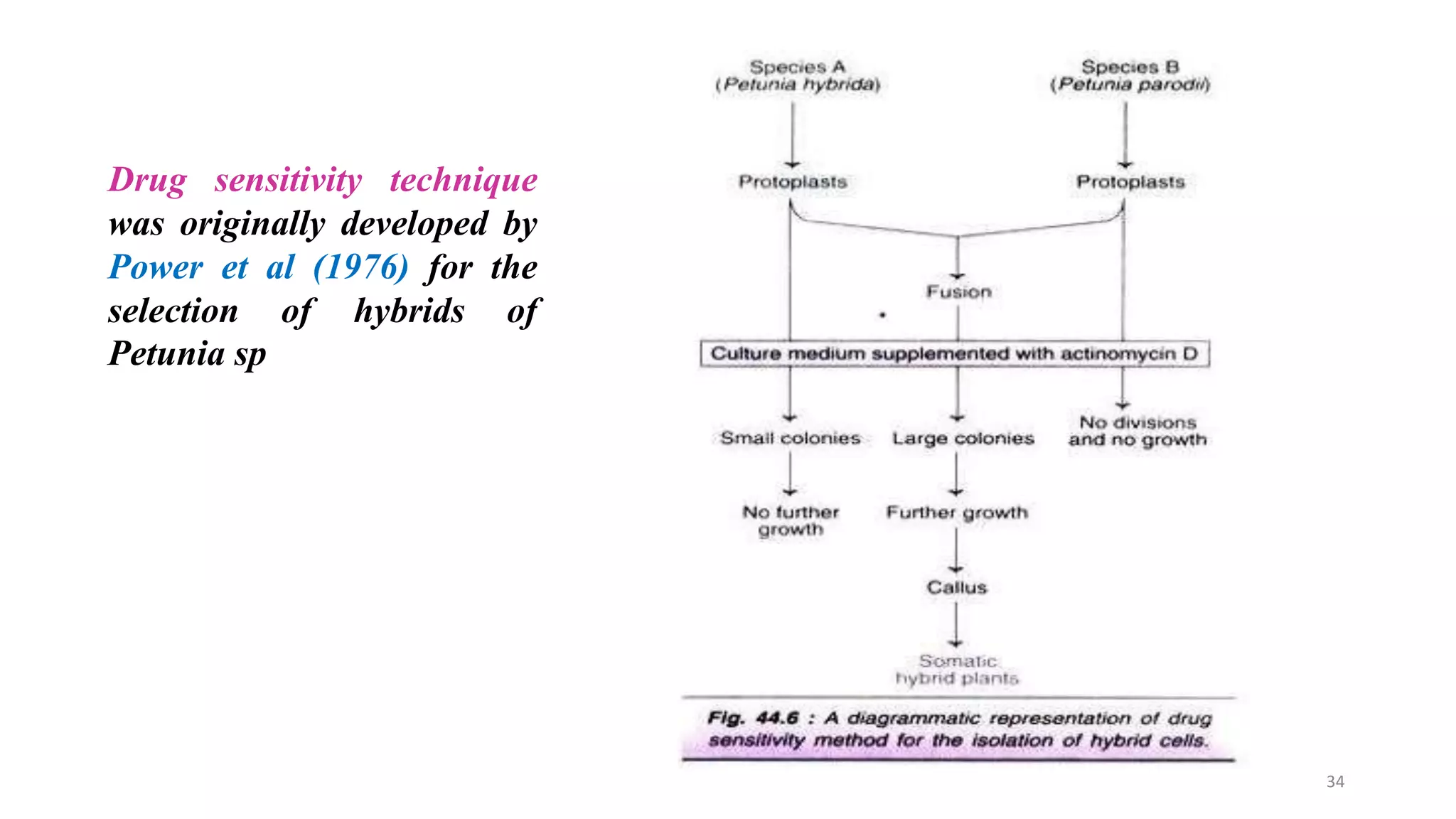 Drug sensitivity technique
was originally developed by
Power et al (1976) for the
selection of hybrids of
Petunia sp
34
 