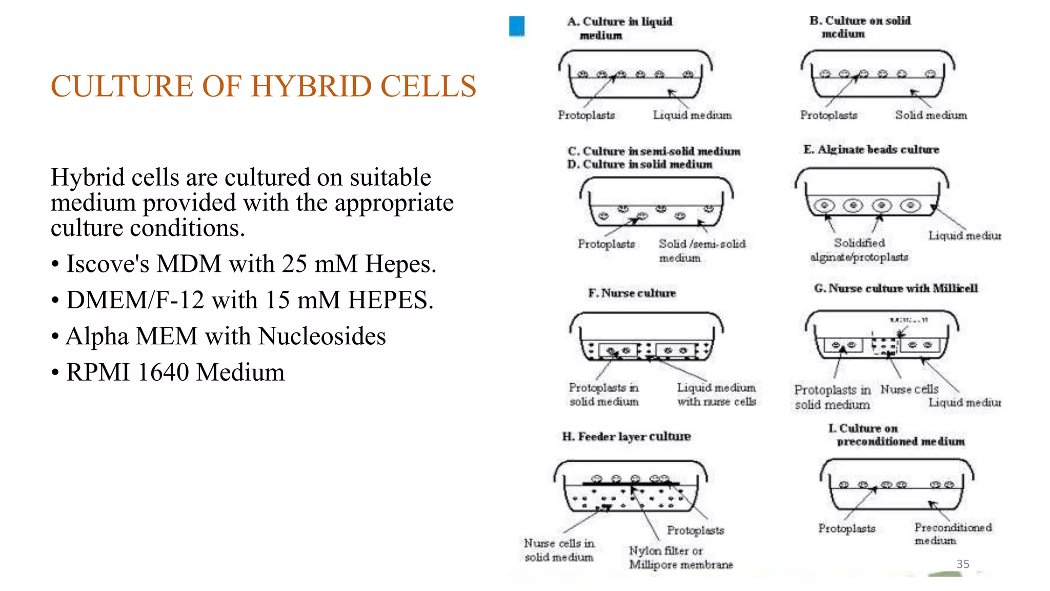 CULTURE OF HYBRID CELLS
Hybrid cells are cultured on suitable
medium provided with the appropriate
culture conditions.
• Iscove's MDM with 25 mM Hepes.
• DMEM/F-12 with 15 mM HEPES.
• Alpha MEM with Nucleosides
• RPMI 1640 Medium
35
 
