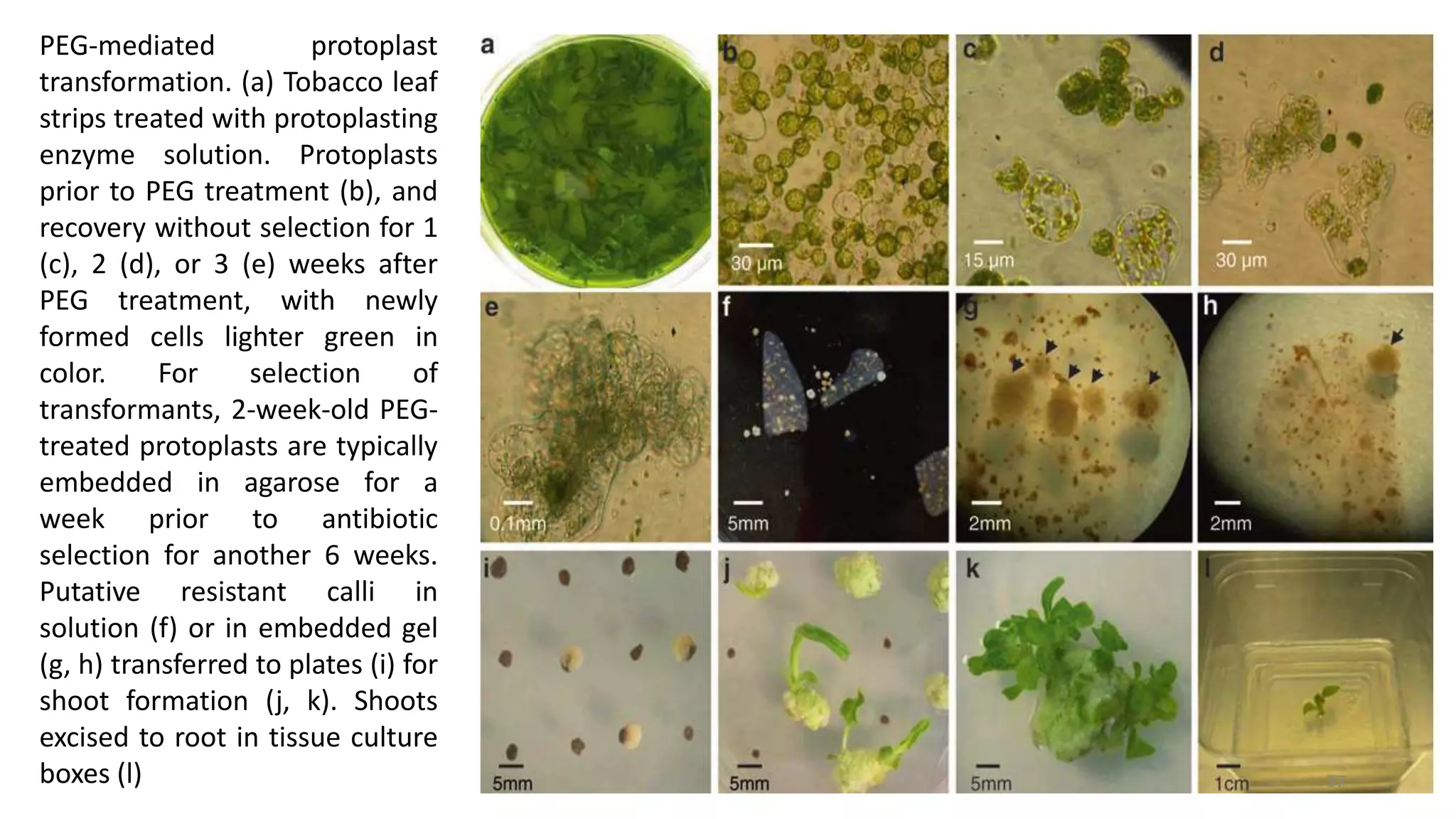 PEG-mediated protoplast
transformation. (a) Tobacco leaf
strips treated with protoplasting
enzyme solution. Protoplasts
prior to PEG treatment (b), and
recovery without selection for 1
(c), 2 (d), or 3 (e) weeks after
PEG treatment, with newly
formed cells lighter green in
color. For selection of
transformants, 2-week-old PEG-
treated protoplasts are typically
embedded in agarose for a
week prior to antibiotic
selection for another 6 weeks.
Putative resistant calli in
solution (f) or in embedded gel
(g, h) transferred to plates (i) for
shoot formation (j, k). Shoots
excised to root in tissue culture
boxes (l) 37
 