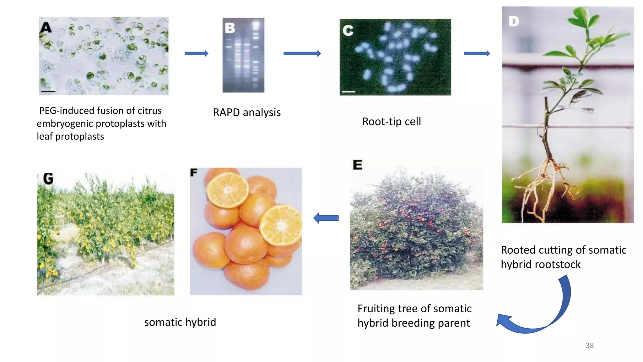 38
PEG-induced fusion of citrus
embryogenic protoplasts with
leaf protoplasts
RAPD analysis
Root-tip cell
Rooted cutting of somatic
hybrid rootstock
Fruiting tree of somatic
hybrid breeding parent
somatic hybrid
 