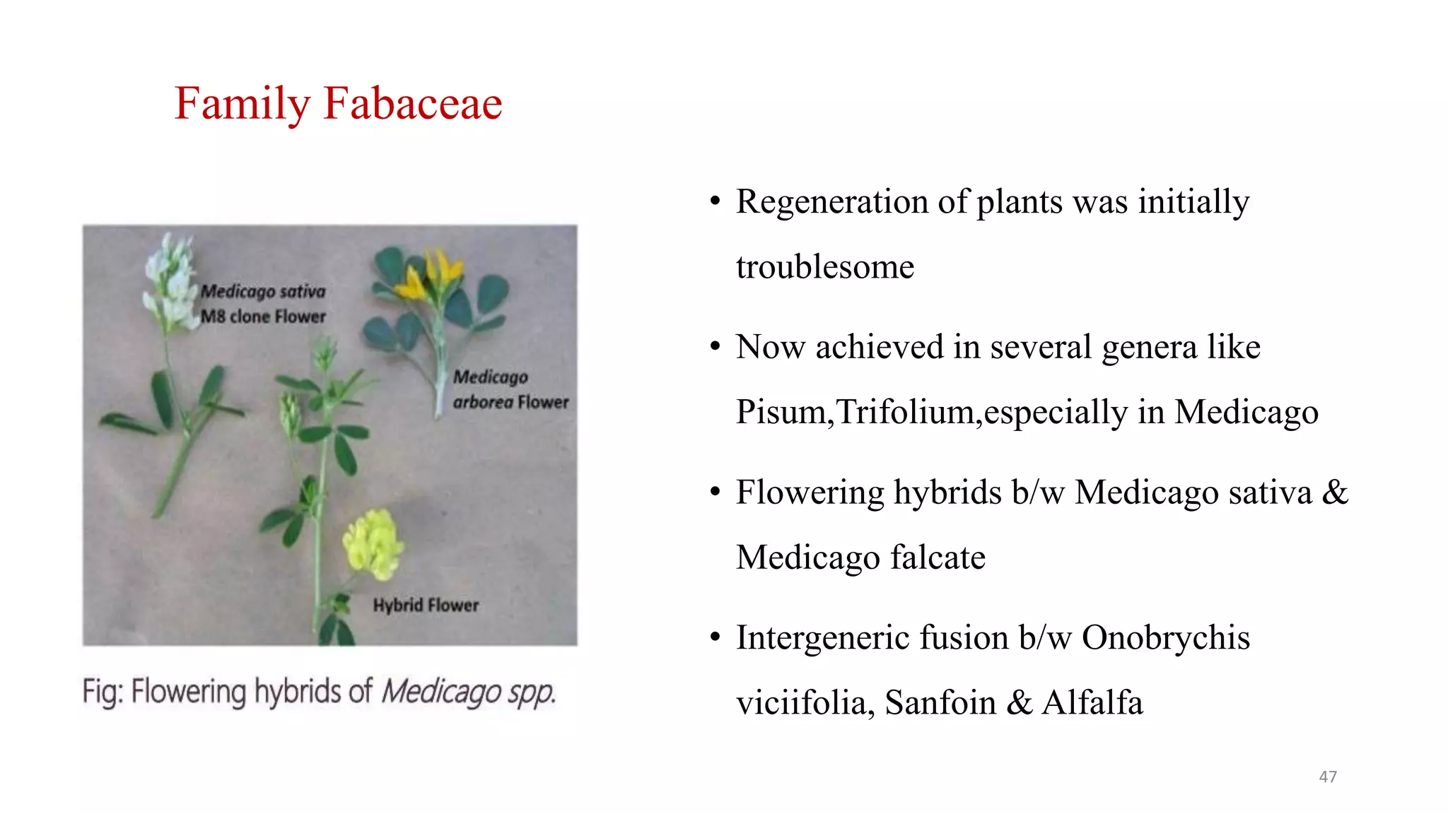Family Fabaceae
• Regeneration of plants was initially
troublesome
• Now achieved in several genera like
Pisum,Trifolium,especially in Medicago
• Flowering hybrids b/w Medicago sativa &
Medicago falcate
• Intergeneric fusion b/w Onobrychis
viciifolia, Sanfoin & Alfalfa
47
 
