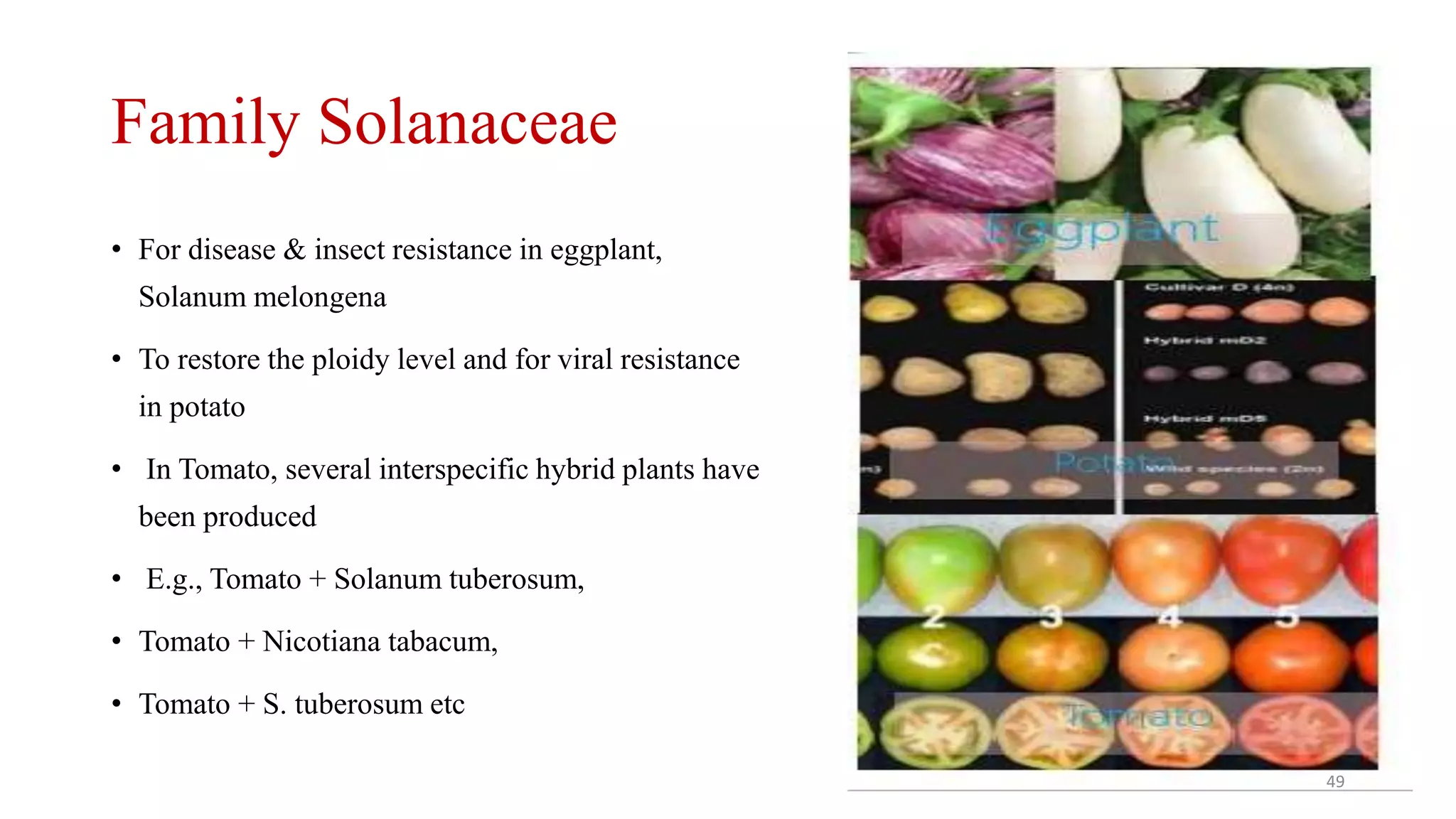 Family Solanaceae
• For disease & insect resistance in eggplant,
Solanum melongena
• To restore the ploidy level and for viral resistance
in potato
• In Tomato, several interspecific hybrid plants have
been produced
• E.g., Tomato + Solanum tuberosum,
• Tomato + Nicotiana tabacum,
• Tomato + S. tuberosum etc
49
 