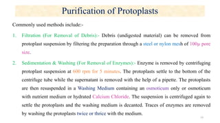 Purification of Protoplasts
Commonly used methods include:-
1. Filtration (For Removal of Debris):- Debris (undigested material) can be removed from
protoplast suspension by filtering the preparation through a steel or nylon mesh of 100µ pore
size.
2. Sedimentation & Washing (For Removal of Enzymes):- Enzyme is removed by centrifuging
protoplast suspension at 600 rpm for 5 minutes. The protoplasts settle to the bottom of the
centrifuge tube while the supernatant is removed with the help of a pipette. The protoplasts
are then resuspended in a Washing Medium containing an osmoticum only or osmoticum
with nutrient medium or hydrated Calcium Chloride. The suspension is centrifuged again to
settle the protoplasts and the washing medium is decanted. Traces of enzymes are removed
by washing the protoplasts twice or thrice with the medium.
13
 