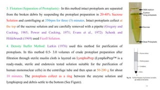 3. Flotation (Separation of Protoplasts):- In this method intact protoplasts are separated
from the broken debris by suspending the protoplast preparation in 20-40% Sucrose
Solution and centrifuging at 350rpm for three (3) minutes. Intact protoplasts collect at
the top of the sucrose solution and are carefully removed with a pipette (Gregory and
Cocking, 1965; Power and Cocking, 1971; Evans et al., 1972). Schenk and
Hildebrandt (1969) used Ficoll Solution.
4. Density Buffer Method: Larkin (1976) used this method for purification of
protoplasts. In this method 0.5- 3.0 volumes of crude protoplast preparation after
filtration through sterile muslin cloth is layered on LymphoPrep (LymphoPrep™ is a
ready-made, sterile and endotoxin tested solution suitable for the purification of
human mononuclear cells) in the centrifuge tube and then spun at 50-200 g for about
10 minutes. The protoplasts collect as a ring between the enzyme solution and
lymphoprep and debris settle to the bottom (See Figure).
14
 