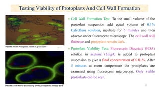 Testing Viability of Protoplasts And Cell Wall Formation
♠ Cell Wall Formation Test: To the small volume of the
protoplast suspension add equal volume of 0.1%
Calcofluor solution, incubate for 5 minutes and then
observe under fluorescent microscope. The cell wall will
fluoresce and protoplast remain dark.
♠ Protoplast Viability Test: Fluorescein Diacetate (FDA)
solution in acetone (5mg/l) is added to protoplast
suspension to give a final concentration of 0.01%. After
5 minutes at room temperature the protoplasts are
examined using fluorescent microscope. Only viable
protoplasts can be seen.
17
 