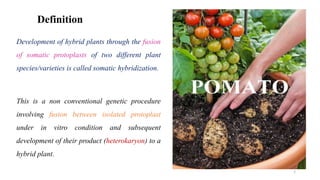 Definition
Development of hybrid plants through the fusion
of somatic protoplasts of two different plant
species/varieties is called somatic hybridization.
This is a non conventional genetic procedure
involving fusion between isolated protoplast
under in vitro condition and subsequent
development of their product (heterokaryon) to a
hybrid plant.
2
 