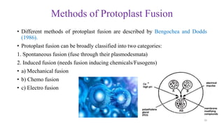 Methods of Protoplast Fusion
• Different methods of protoplast fusion are described by Bengochea and Dodds
(1986).
• Protoplast fusion can be broadly classified into two categories:
1. Spontaneous fusion (fuse through their plasmodesmata)
2. Induced fusion (needs fusion inducing chemicals/Fusogens)
• a) Mechanical fusion
• b) Chemo fusion
• c) Electro fusion
20
 