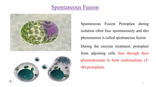 Spontaneous Fusion
Spontaneous Fusion Protoplast during
isolation often fuse spontaneously and this
phenomenon is called spontaneous fusion
During the enzyme treatment, protoplast
from adjoining cells fuse through their
plasmodesmata to form multinucleate (2-
40) protoplasts.
21
 