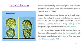 Induced Fusion Induced Fusion of freely isolated protoplasts from different
sources with the help of fusion inducing chemicals agents is
known as Induced Fusion.
Normally isolated protoplast do not fuse with each other
because the surface of isolated protoplast carries negative
charges (-10mV to -30mV) around the outside of the plasma
membrane. And thus there is a strong tendency in the
protoplast to repel each other due to their same charges.
So this type of fusion needs a fusion inducing chemicals
(Fusogens) which actually reduce the electronegativity of
the isolated protoplast and allow them to fuse with each
other (Narayanswamy S. 1994).
22
 