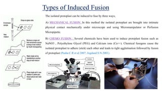Types of Induced Fusion
The isolated protoplast can be induced to fuse by three ways;
A) MECHANICAL FUSION: In this method the isolated protoplast are brought into intimate
physical contact mechanically under microscope and using Micromanipulator or Perfusion
Micropipette.
B) CHEMO FUSION : Several chemicals have been used to induce protoplast fusion such as
NaNO3 , Polyethylene Glycol (PEG) and Calcium ions (Ca++). Chemical fusogens cause the
isolated protoplast to adhere (stick) each other and leads to tight agglutination followed by fusion
of protoplast (Pasha C.R et al 2007; Jogdand S.N.2001).
23
 