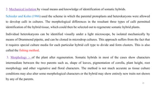 2. Mechanical isolation by visual means and knowledge of identification of somatic hybrids.
Schieder and Kohn (1986) used the scheme in which the parental protoplasts and heterokaryons were allowed
to develop calli in cultures. The morphological differences in the resultant three types of calli permitted
identification of the hybrid tissue, which could then be selected out to regenerate somatic hybrid plants.
Individual heterokaryons can be identified visually under a light microscope, be isolated mechanically by
means of Drummond pipette, and can be cloned in microdrop cultures. This approach suffers from the fact that
it requires special culture media for each particular hybrid cell type to divide and form clusters. This is also
called the fishing method.
3. Morphology :- of the plant after regeneration. Somatic hybrids in most of the cases show characters
intermediate between the two parents such as, shape of leaves, pigmentation of corolla, plant height, root
morphology and other vegetative and floral characters. The method is not much accurate as tissue culture
conditions may also alter some morphological characters or the hybrid may show entirely new traits not shown
by any of the parents.
28
 