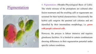 Pigmentation
4. Pigmentation:-(Morpho-Physiological Basis of Calli):
The whole mixture of the protoplasts are cultured after
fusion treatment and the resulting calli or regenerants are
screened for their hybrid characteristics. Occasionally the
hybrid calli outgrow the parental cell colonies and are
identified by their intermediate morphology, i.e. green
with purple coloured cells.
However, the process is labour intensive and requires
glasshouse facilities. It is limited to certain combinations
showing differences in their regeneration potential under
specific culture conditions.
29
 