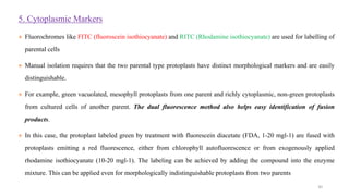 5. Cytoplasmic Markers
♠ Fluorochromes like FITC (fluoroscein isothiocyanate) and RITC (Rhodamine isothiocyanate) are used for labelling of
parental cells
♠ Manual isolation requires that the two parental type protoplasts have distinct morphological markers and are easily
distinguishable.
♠ For example, green vacuolated, mesophyll protoplasts from one parent and richly cytoplasmic, non-green protoplasts
from cultured cells of another parent. The dual fluorescence method also helps easy identification of fusion
products.
♠ In this case, the protoplast labeled green by treatment with fluorescein diacetate (FDA, 1-20 mgl-1) are fused with
protoplasts emitting a red fluorescence, either from chlorophyll autofluorescence or from exogenously applied
rhodamine isothiocyanate (10-20 mgl-1). The labeling can be achieved by adding the compound into the enzyme
mixture. This can be applied even for morphologically indistinguishable protoplasts from two parents
30
 