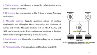 6. Nuclear staining: Heterokaryon is stained by carbol-fuschin, aceto-
carmine or aceto-orcein stain.
7. Phytotoxins: (soybean resistant to Hm T toxin whereas Zea mays
sensitive to it)
8. Molecular analysis: Specific restriction pattern of nuclear,
mitochondrial and chloroplast DNA characterizes the plastomes of
hybrids and cybrids. Molecular markers such as RFLP, RAPD, and
ISSR can be employed to detect variation and similarity in banding
pattern of fused protoplasts to verify hybrid and cybrid.
9. Specific amino acid :(Conavalin present in soybean but not in sweet
clover, alfalafa)
10. Auxin autotrophy :(Nicotiana glauca and Nicotiana langsdorffi)
31
 