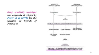 Drug sensitivity technique
was originally developed by
Power et al (1976) for the
selection of hybrids of
Petunia sp
34
 