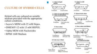 CULTURE OF HYBRID CELLS
Hybrid cells are cultured on suitable
medium provided with the appropriate
culture conditions.
• Iscove's MDM with 25 mM Hepes.
• DMEM/F-12 with 15 mM HEPES.
• Alpha MEM with Nucleosides
• RPMI 1640 Medium
35
 