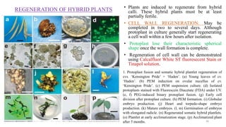 REGENERATION OF HYBRID PLANTS • Plants are induced to regenerate from hybrid
calli. These hybrid plants must be at least
partially fertile.
• CELL WALL REGENERATION: May be
completed in two to several days. Although
protoplast in culture generally start regenerating
a cell wall within a few hours after isolation.
• Protoplast lose their characteristic spherical
shape once the wall formation is complete.
• Regeneration of cell wall can be demonstrated
using Calcalfluor White ST fluoresecent Stain or
Tinapol solution.
1. Protoplast fusion and somatic hybrid plantlet regeneration of
cvs. ‘Kensington Pride’ + ‘Haden’. (a) Young leaves of cv.
‘Haden’. (b) PEM induction on ovular nucellus of cv.
‘Kensington Pride’. (c) PEM suspension culture. (d) Isolated
protoplasts stained with Fluorescein Diacetate (FDA) under UV.
(e, f) PEG-induced binary protoplast fusion. (g) Early cell
division after protoplast culture. (h) PEM formation. (i) Globular
embryo production. (j) Heart and torpedo-shape embryo
production. (k) Mature embryos. (l, m) Germination of embryos
with elongated radicle. (n) Regenerated somatic hybrid plantlets.
(o) Plantlet at early acclimatization stage. (p) Acclimatized plant
after 5 months. 36
 