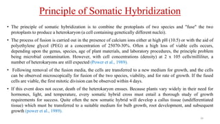 Principle of Somatic Hybridization
• The principle of somatic hybridization is to combine the protoplasts of two species and "fuse" the two
protoplasts to produce a heterokaryon (a cell containing genetically different nuclei).
• The process of fusion is carried out in the presence of calcium ions either at high pH (10.5) or with the aid of
polyethylene glycol (PEG) at a concentration of 25070-30%. Often a high loss of viable cells occurs,
depending upon the genus, species, age of plant materials, and laboratory procedures, the principle problem
being microbial contamination. However, with cell concentrations (density) at 2 x 105 cells/milliliter, a
number of heterokaryons are still expected (Power et al., 1989).
• Following removal of the fusion media, the cells are transferred to a new medium for growth, and the cells
can be observed microscopically for fusion of the two species, viability, and for rate of growth. If the fused
cells are viable, the first mitotic division can be observed within 4 days.
• If this event does not occur, death of the heterokaryon ensues. Because plants vary widely in their need for
hormones, light, and temperature, every somatic hybrid cross must entail a thorough study of growth
requirements for success. Quite often the new somatic hybrid will develop a callus tissue (undifferentiated
tissue) which must be transferred to a suitable medium for bulb growth, root development, and subsequent
growth (power et al., 1989).
39
 