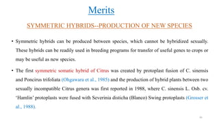 SYMMETRIC HYBRIDS--PRODUCTION OF NEW SPECIES
• Symmetric hybrids can be produced between species, which cannot be hybridized sexually.
These hybrids can be readily used in breeding programs for transfer of useful genes to crops or
may be useful as new species.
• The first symmetric somatic hybrid of Citrus was created by protoplast fusion of C. sinensis
and Poncirus trifoliata (Ohgawara et al., 1985) and the production of hybrid plants between two
sexually incompatible Citrus genera was first reported in 1988, where C. sinensis L. Osb. cv.
‘Hamlin’ protoplasts were fused with Severinia disticha (Blanco) Swing protoplasts (Grosser et
al., 1988).
Merits
45
 