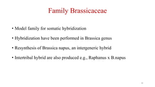 Family Brassicaceae
• Model family for somatic hybridization
• Hybridization have been performed in Brassica genus
• Resynthesis of Brassica napus, an intergeneric hybrid
• Intertribal hybrid are also produced e.g., Raphanus x B.napus
46
 