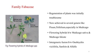 Family Fabaceae
• Regeneration of plants was initially
troublesome
• Now achieved in several genera like
Pisum,Trifolium,especially in Medicago
• Flowering hybrids b/w Medicago sativa &
Medicago falcate
• Intergeneric fusion b/w Onobrychis
viciifolia, Sanfoin & Alfalfa
47
 