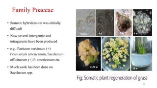 Family Poaceae
• Somatic hybridization was initially
difficult
• Now several intergenric and
intrageneric have been produced
• e.g., Panicum maximum (+)
Pennisetum americanum, Saccharum
officinarum (+) P. americanum etc
• Much work has been done on
Saccharum spp.
48
 