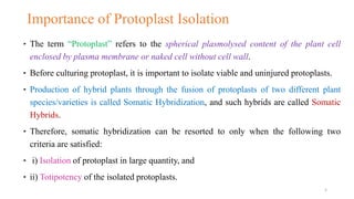 Importance of Protoplast Isolation
‣ The term “Protoplast” refers to the spherical plasmolysed content of the plant cell
enclosed by plasma membrane or naked cell without cell wall.
‣ Before culturing protoplast, it is important to isolate viable and uninjured protoplasts.
‣ Production of hybrid plants through the fusion of protoplasts of two different plant
species/varieties is called Somatic Hybridization, and such hybrids are called Somatic
Hybrids.
‣ Therefore, somatic hybridization can be resorted to only when the following two
criteria are satisfied:
‣ i) Isolation of protoplast in large quantity, and
‣ ii) Totipotency of the isolated protoplasts.
5
 