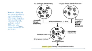 Melchers (1992); and
his coworkers, the two
types of protoplasts,
used for the production
of, somatic hybrids,
and were treated
differently with
iodoacetamide (IDA) ,
γ or x-rays
51
 