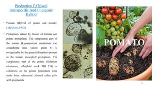 Production Of Novel
Interspecific And Intergenic
Hybrid
• Pomato (Hybrid of potato and tomato)
(Melchers,1978)
• Protoplasts arisen by fusion of tomato and
potato protoplasts. The cytoplasmic part of
the tomato (Lycopersicon esculentum var.
cerasiforme mut. yellow green 6) is
recognizable by the green chloroplasts present
in the tomato mesophyll protoplasts. The
cytoplasmic part of the potato (Solarium
tuberosum, dihaploid stock HH 258) is
colourless as the potato protoplasts were
made from submersed cultured callus cells
with proplastids.
52
 