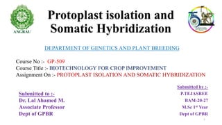 Protoplast isolation and
Somatic Hybridization
Submitted by :-
P.TEJASREE
BAM-20-27
M.Sc 1st Year
Dept of GPBR
DEPARTMENT OF GENETICS AND PLANT BREEDING
Course No :- GP-509
Course Title :- BIOTECHNOLOGY FOR CROP IMPROVEMENT
Assignment On :- PROTOPLAST ISOLATION AND SOMATIC HYBRIDIZATION
Submitted to :-
Dr. Lal Ahamed M.
Associate Professor
Dept of GPBR
1
 
