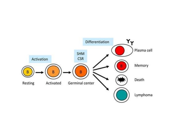 Somatic hypermutation | PPTX | Genetics | Science