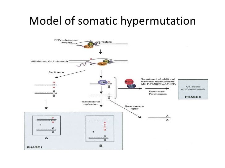 Somatic Hypermutation