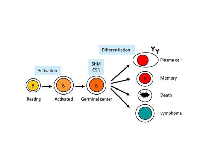 Somatic Hypermutation