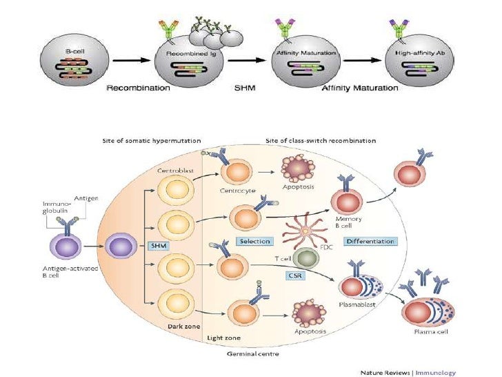 Somatic Hypermutation