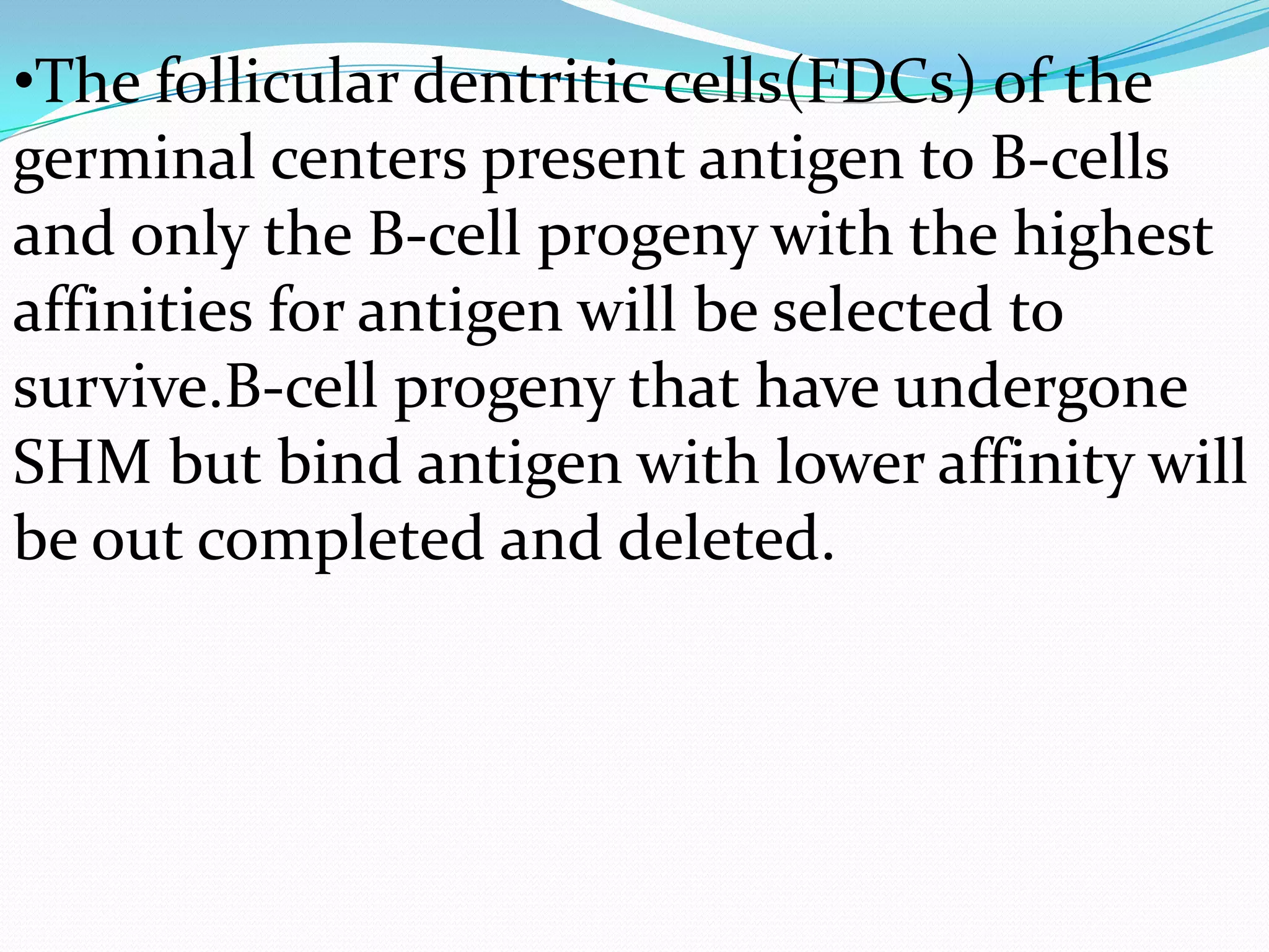 •The follicular dentritic cells(FDCs) of the
germinal centers present antigen to B-cells
and only the B-cell progeny with the highest
affinities for antigen will be selected to
survive.B-cell progeny that have undergone
SHM but bind antigen with lower affinity will
be out completed and deleted.

 