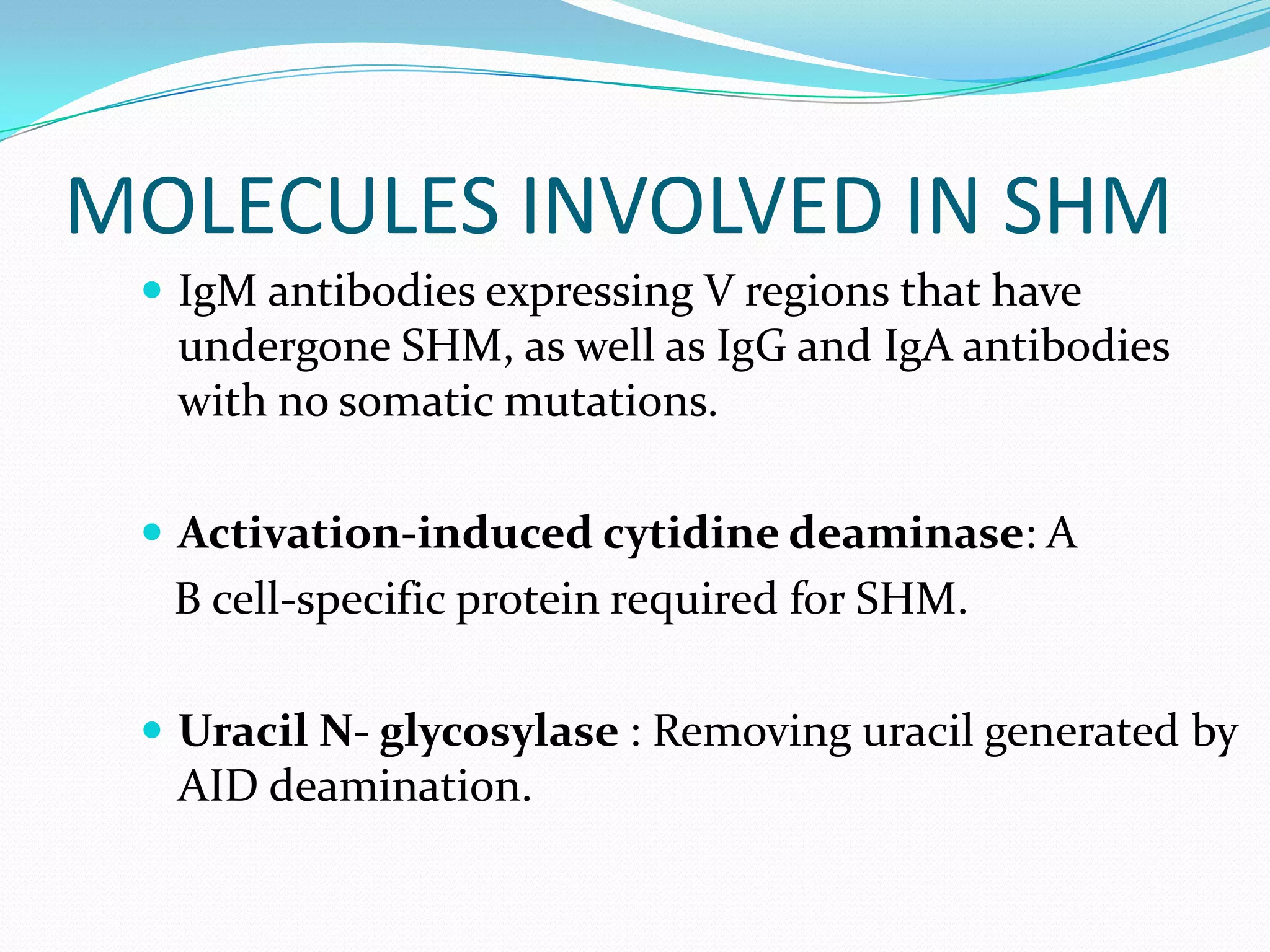 MOLECULES INVOLVED IN SHM
 IgM antibodies expressing V regions that have

undergone SHM, as well as IgG and IgA antibodies
with no somatic mutations.
 Activation-induced cytidine deaminase: A

B cell-specific protein required for SHM.
 Uracil N- glycosylase : Removing uracil generated by

AID deamination.

 