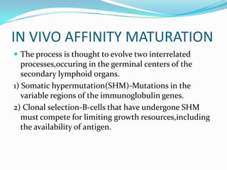 IN VIVO AFFINITY MATURATION
 The process is thought to evolve two interrelated

processes,occuring in the germinal centers of the
secondary lymphoid organs.
1) Somatic hypermutation(SHM)-Mutations in the
variable regions of the immunoglobulin genes.
2) Clonal selection-B-cells that have undergone SHM
must compete for limiting growth resources,including
the availability of antigen.

 