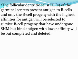 •The follicular dentritic cells(FDCs) of the
germinal centers present antigen to B-cells
and only the B-cell progeny with the highest
affinities for antigen will be selected to
survive.B-cell progeny that have undergone
SHM but bind antigen with lower affinity will
be out completed and deleted.

 