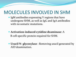 MOLECULES INVOLVED IN SHM
 IgM antibodies expressing V regions that have

undergone SHM, as well as IgG and IgA antibodies
with no somatic mutations.
 Activation-induced cytidine deaminase: A

B cell-specific protein required for SHM.
 Uracil N- glycosylase : Removing uracil generated by

AID deamination.

 