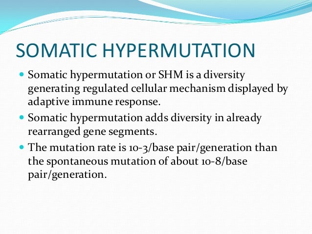Somatic Hypermutation And Affinity Maturation