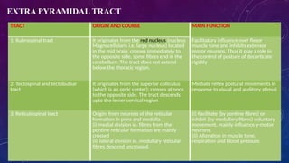 somaticmotor system descriptionof the somaticular .pptx