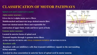 somaticmotor system descriptionof the somaticular .pptx