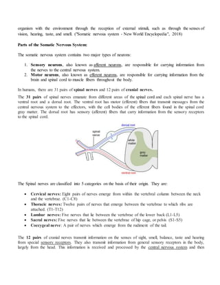 organism with the environment through the reception of external stimuli, such as through the senses of
vision, hearing, taste, and smell. ("Somatic nervous system - New World Encyclopedia", 2018)
Parts of the Somatic Nervous System:
The somatic nervous system contains two major types of neurons:
1. Sensory neurons, also known as afferent neurons, are responsible for carrying information from
the nerves to the central nervous system.
2. Motor neurons, also known as efferent neurons, are responsible for carrying information from the
brain and spinal cord to muscle fibers throughout the body.
In humans, there are 31 pairs of spinal nerves and 12 pairs of cranial nerves.
The 31 pairs of spinal nerves emanate from different areas of the spinal cord and each spinal nerve has a
ventral root and a dorsal root. The ventral root has motor (efferent) fibers that transmit messages from the
central nervous system to the effectors, with the cell bodies of the efferent fibers found in the spinal cord
gray matter. The dorsal root has sensory (afferent) fibers that carry information from the sensory receptors
to the spinal cord.
The Spinal nerves are classified into 5 categories on the basis of their origin. They are:
 Cervical nerves: Eight pairs of nerves emerge from within the vertebral column between the neck
and the vertebrae. (C1-C8)
 Thoracic nerves: Twelve pairs of nerves that emerge between the vertebrae to which ribs are
attached. (T1-T12)
 Lumbar nerves: Five nerves that lie between the vertebrae of the lower back (L1-L5)
 Sacral nerves: Five nerves that lie between the vertebrae of hip cage, or pelvis (S1-S5)
 Coccygeal nerve: A pair of nerves which emerge from the rudiment of the tail.
The 12 pairs of cranial nerves transmit information on the senses of sight, smell, balance, taste and hearing
from special sensory receptors. They also transmit information from general sensory receptors in the body,
largely from the head. This information is received and processed by the central nervous system and then
 