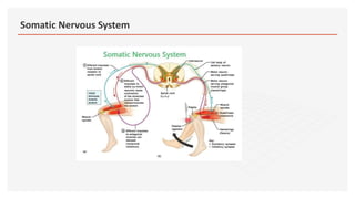 Somatic Nervous System
 
