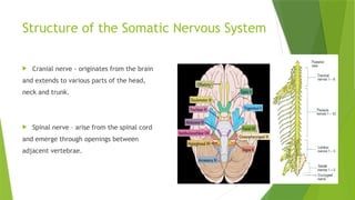 01. The Somatic Nervous System ppt.pptx
