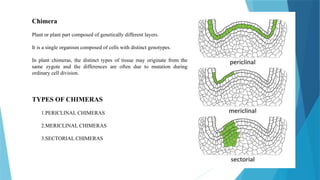 SOMATIC SEGREGATION AND CHIMERAgggS.pptx