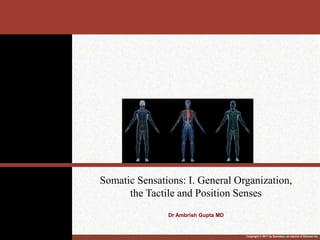 Copyright © 2011 by Saunders, an imprint of Elsevier Inc.
Somatic Sensations: I. General Organization,
the Tactile and Position Senses
Dr Ambrish Gupta MD
 